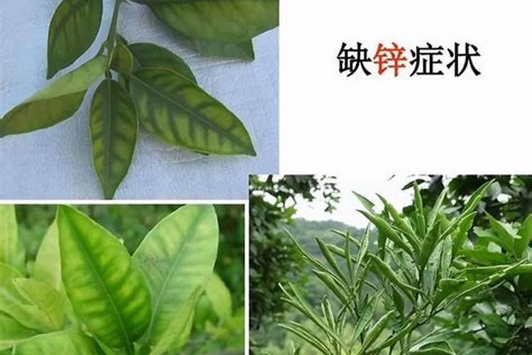 茶树如何配施氮、磷、钾,达到营养元素平衡供应？