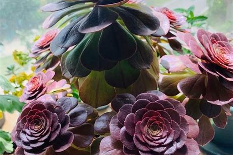 苍术的种植方法与技术 苍术的养殖方法