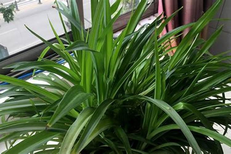 苍术的繁殖方法 苍术怎么种植