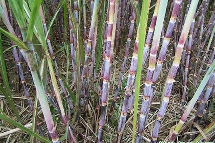 甘蔗施什么肥？