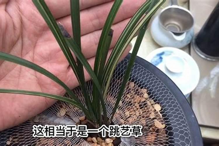 早上有露水可以为玉米打叶面肥吗