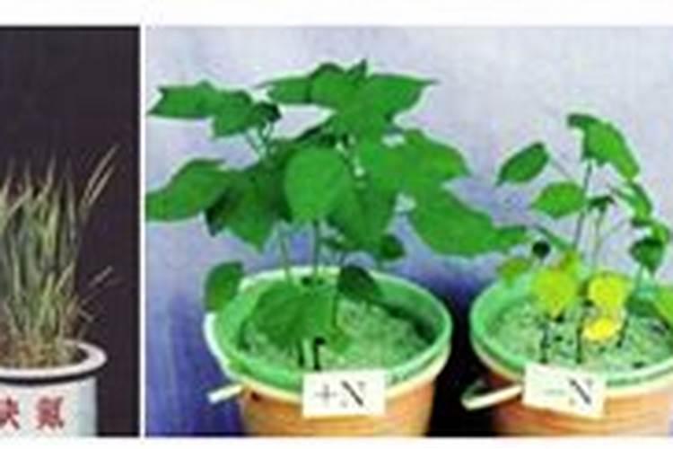 怎样制作草木灰肥料