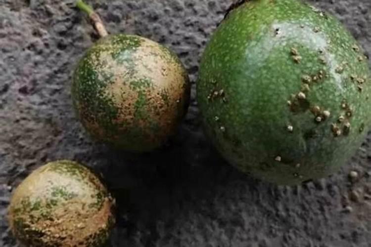 小麦苗出好了还浇水吗