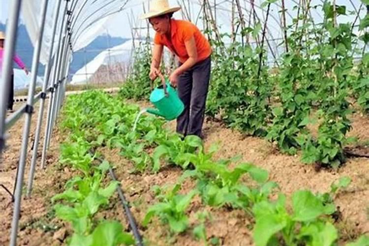 胡萝卜如何施肥最科学 选择什么肥料好