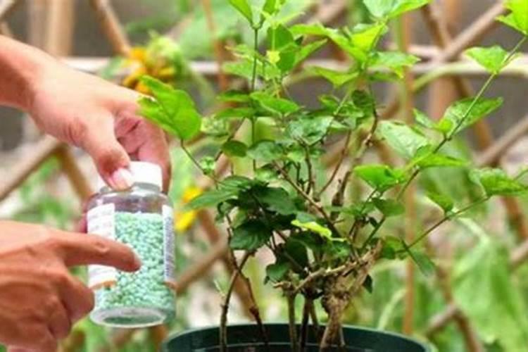 氮肥 磷肥 钾肥 的作用