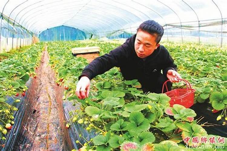 敌草死中毒症状