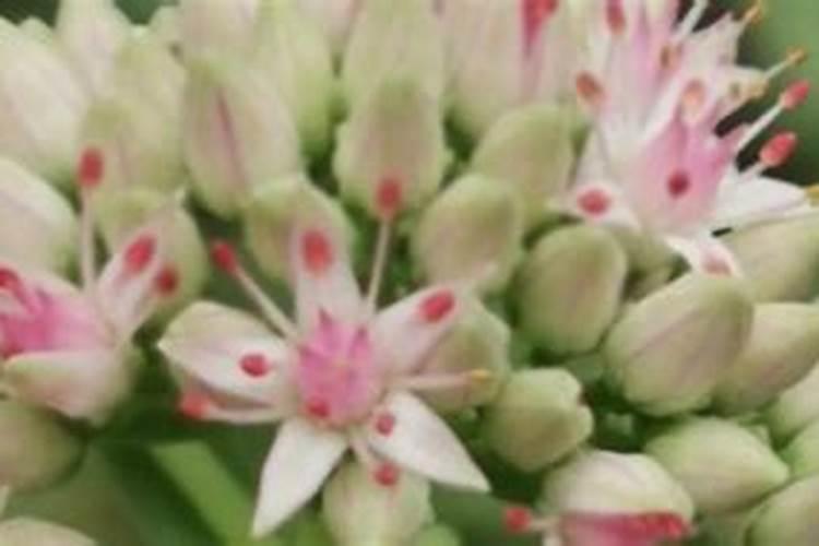 土壤中含有矿物质吗