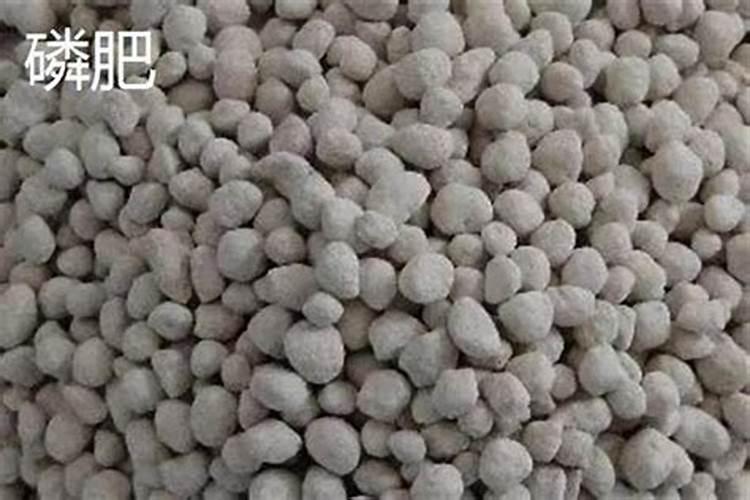 铁树用什么肥料