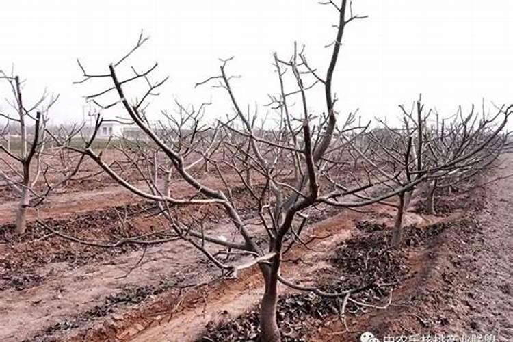 问一下尿素和化肥有区别吗？