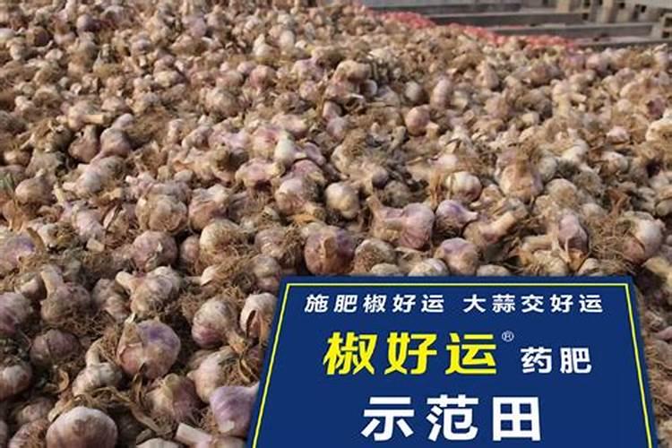 松树慢慢枯萎有什么好的补救方法？