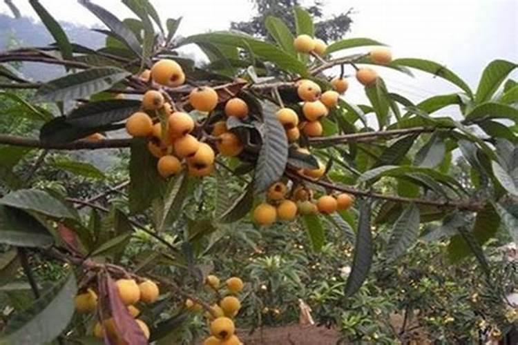 大棚西红柿蘸花,喷花各用什么药效果好了？浓度为多少？