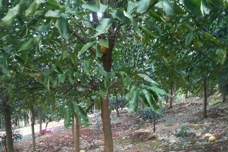 适合佛手种植的正确方法