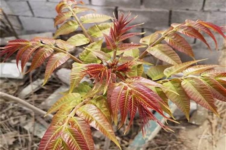 日本什么柑桔最好吃？