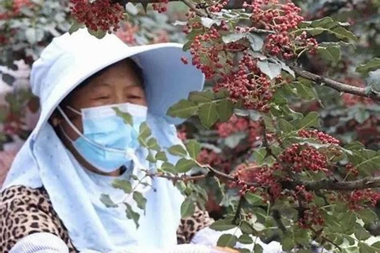 农用防裂果用什么钙最好