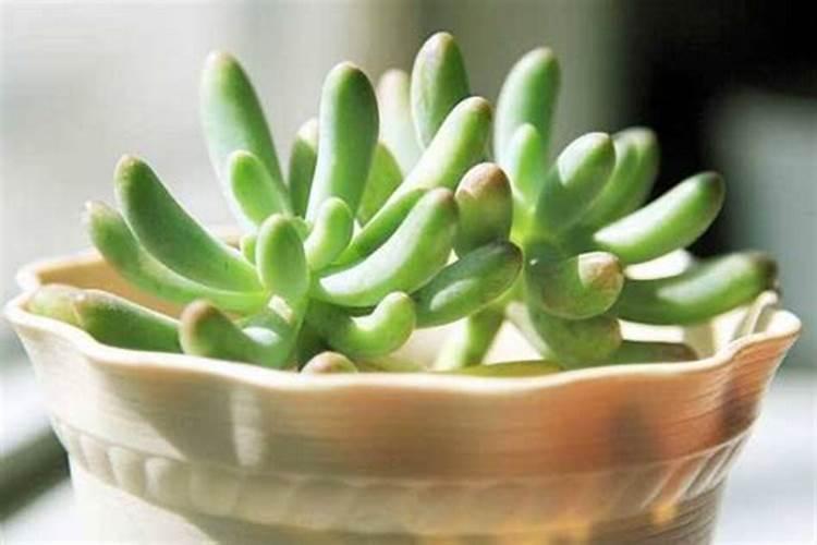 多肉植物施什么肥最好