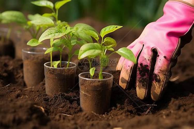 种花用什么肥料最好