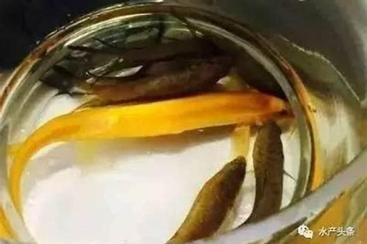 氟啶胺可以防治的病害