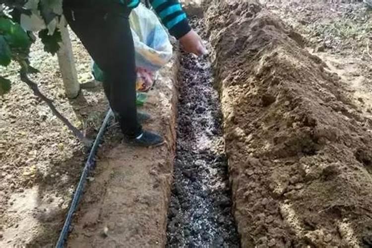 二年桃树,秋季施什么肥？