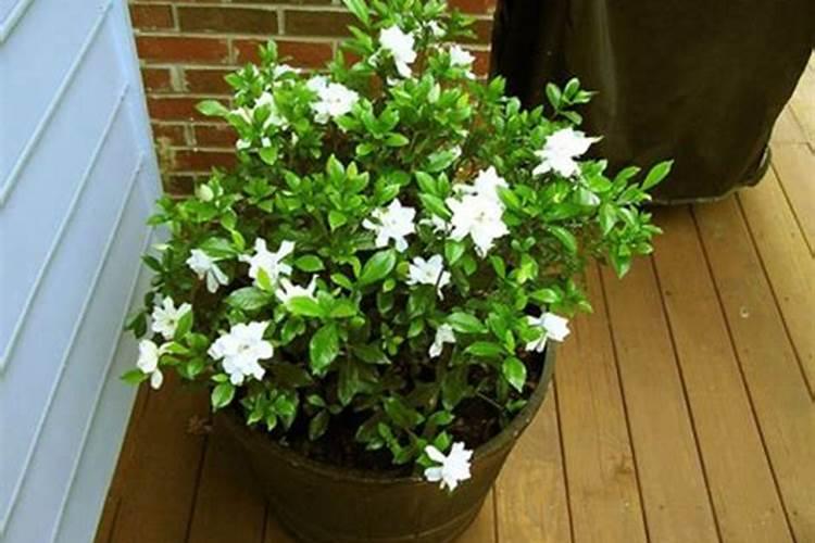 小盆栽栀子花怎么养护技巧(室内盆栽栀子花管理方法)
