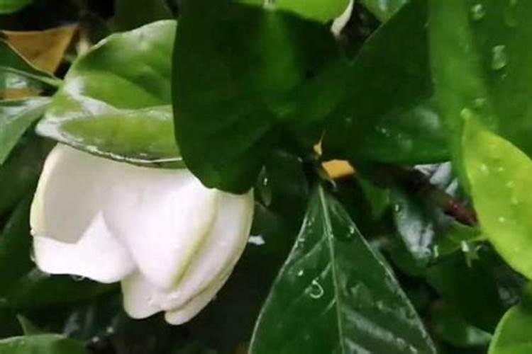 栀子花移栽注意事项