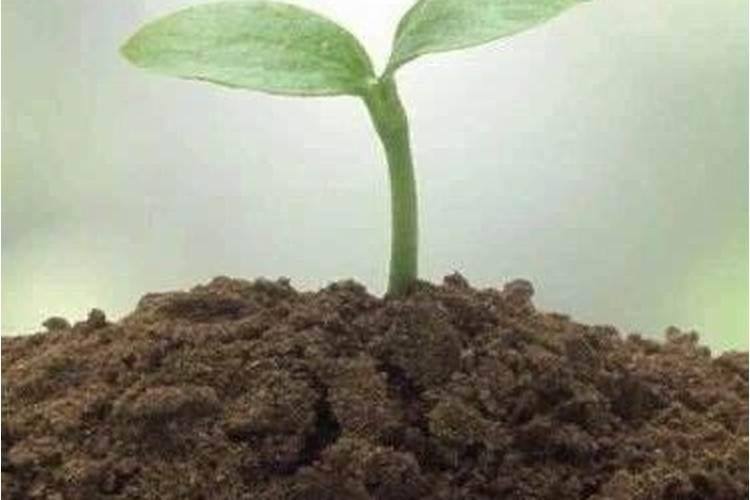 甘肃哪里苹果最有名