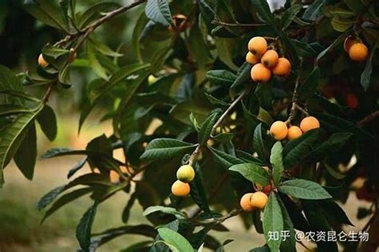 枇杷树什么时候施肥