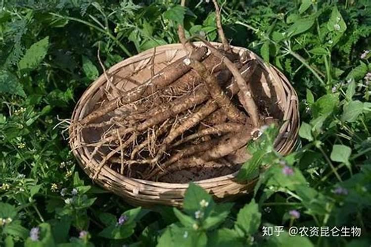 为什么石斛要用肥料呢,什么肥料好啊？