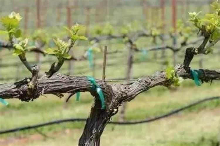 一共有哪些油料作物