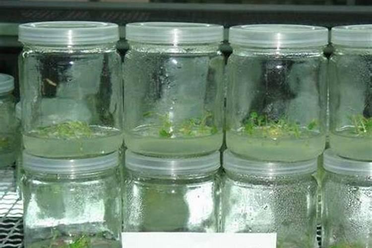 半夏增产叶面肥,生根肥料什么时候用效果好？