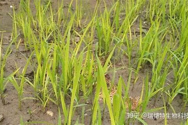 水稻黄叶病用什么农药