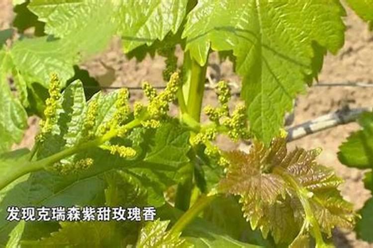 三宁林肥50公斤多少钱一代