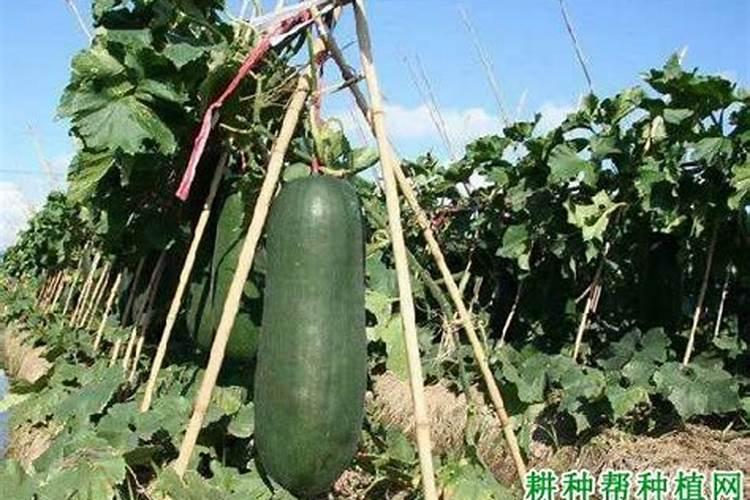 黑皮冬瓜品种哪个好？黑皮冬瓜种植技术