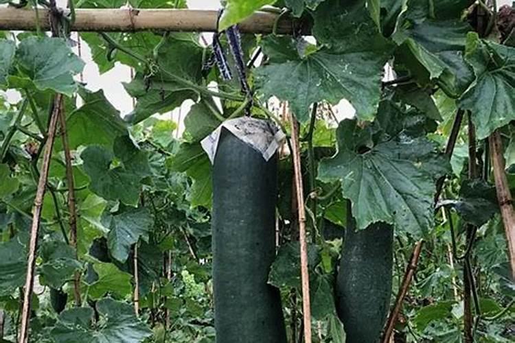 全国最大腐植酸生产厂家