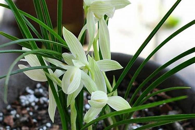 面对西兰花出现黄化米粒的情况该怎么做