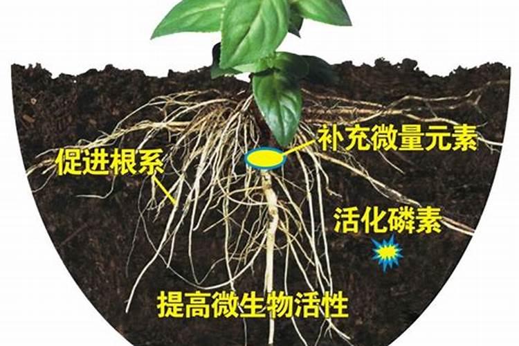 磷酸二铵果树安全施用有什么技术？