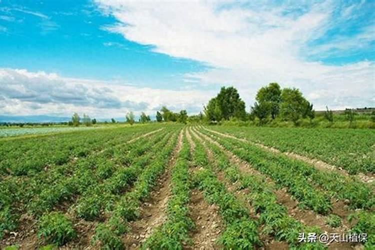 公认最好的三个复合肥