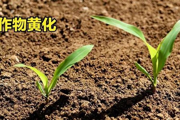 蔬菜黄叶病用什么药防治最好