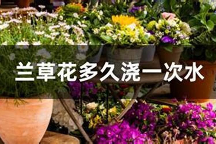 兰草要怎么养它才长得好