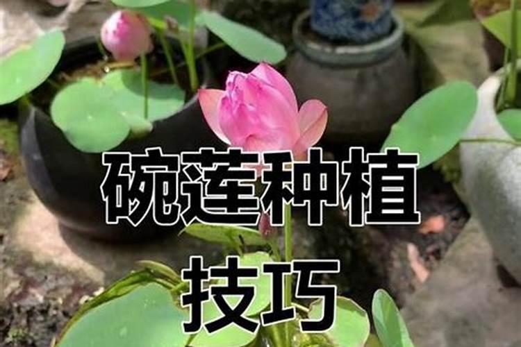 小麦施肥最佳时间