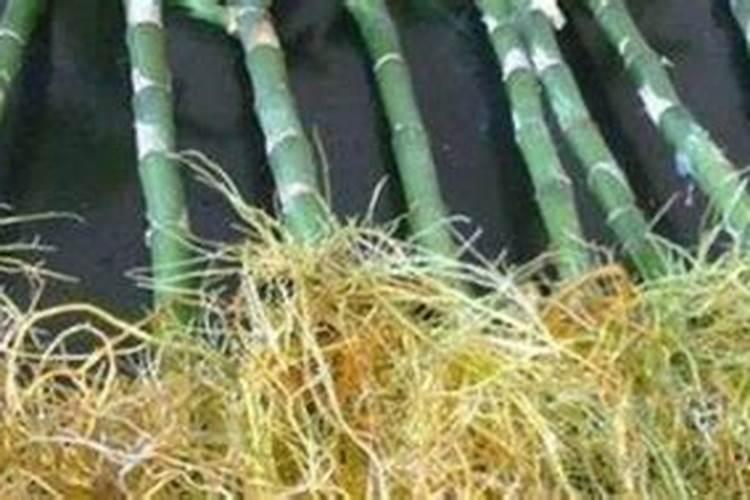 胺鲜酯在玉米上的用法