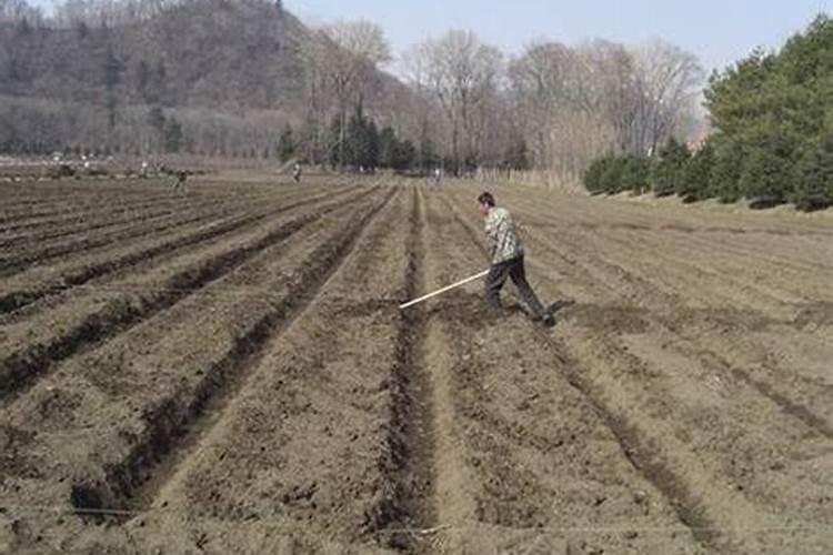 强硕68玉米控旺用胺鲜乙烯利最大用量