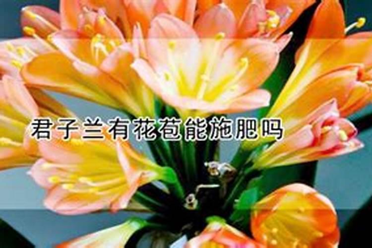怎样给有花苞的杜鹃施肥
