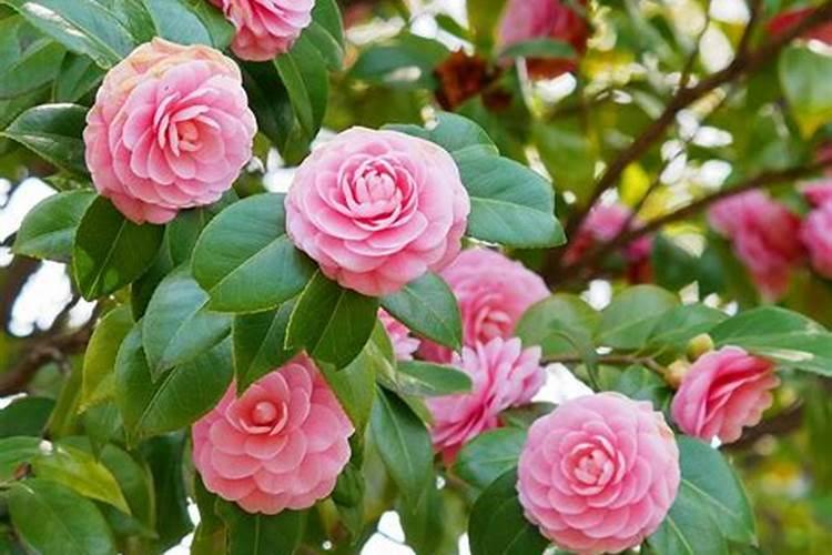 酸奶哪个品牌没有添加剂最好