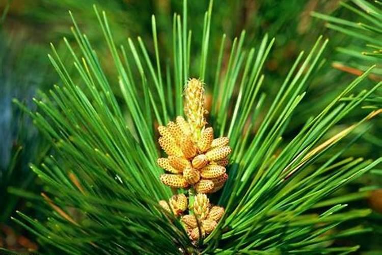 花生上什么化肥好