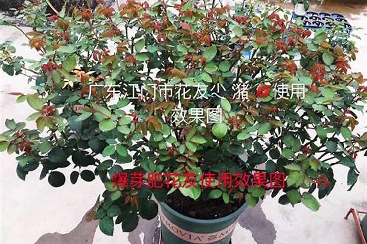 怎么让月季爆笋,长得快