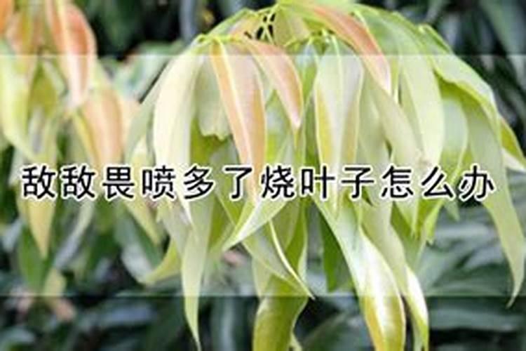 水果的甜度与氮肥有关
