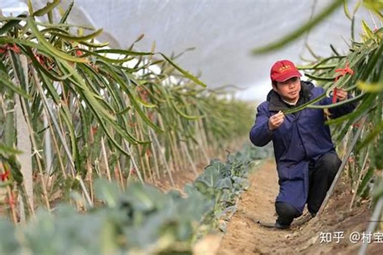 月季缺肥的表现