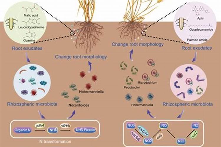 小麦的种植技术和管理