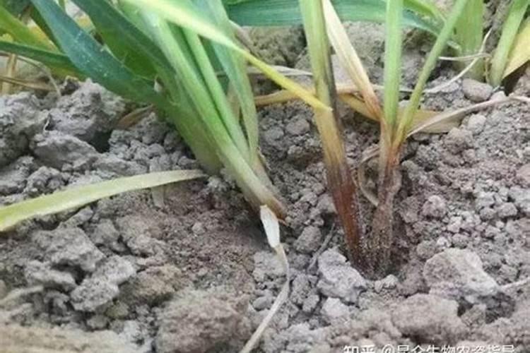 小麦施肥最佳时间