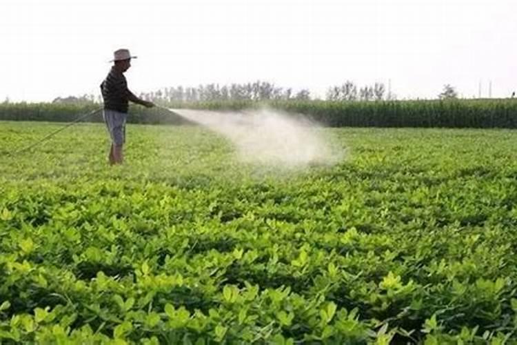 促使植物叶子发绿的肥料、促使植物叶子发绿的肥料有哪些